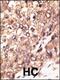 Bone Morphogenetic Protein 7 antibody, 59-010, ProSci, Immunohistochemistry paraffin image 