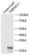 Transmembrane protein 127 antibody, FNab08750, FineTest, Immunoprecipitation image 