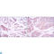 Beclin 1 antibody, LS-C812510, Lifespan Biosciences, Flow Cytometry image 