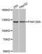 Family With Sequence Similarity 120A antibody, abx002424, Abbexa, Western Blot image 