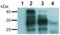 Prion Protein antibody, GTX80160, GeneTex, Western Blot image 