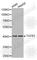 TGF beta antibody, A0291, ABclonal Technology, Western Blot image 