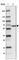 Phosphoglucomutase 5 antibody, HPA046329, Atlas Antibodies, Western Blot image 