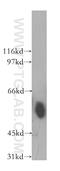 Tektin-2 antibody, 13518-1-AP, Proteintech Group, Western Blot image 