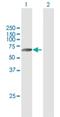 Transmembrane Serine Protease 6 antibody, H00164656-B01P, Novus Biologicals, Western Blot image 