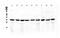 Coatomer Protein Complex Subunit Epsilon antibody, PA5-79059, Invitrogen Antibodies, Western Blot image 