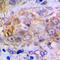 CA-II antibody, LS-C351900, Lifespan Biosciences, Immunohistochemistry paraffin image 