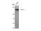 POU Class 2 Homeobox 1 antibody, STJ94595, St John