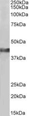 Creatine Kinase, M-Type antibody, 43-265, ProSci, Western Blot image 