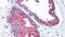 Lysyl Oxidase Like 2 antibody, PA5-33892, Invitrogen Antibodies, Immunohistochemistry frozen image 