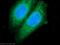Interferon Regulatory Factor 5 antibody, 10547-1-AP, Proteintech Group, Immunofluorescence image 