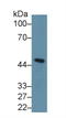 Inhibin Subunit Beta A antibody, LS-C294605, Lifespan Biosciences, Western Blot image 