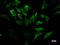 Interferon Regulatory Factor 3 antibody, LS-C342311, Lifespan Biosciences, Immunofluorescence image 