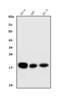 CD59 Molecule (CD59 Blood Group) antibody, M00914-2, Boster Biological Technology, Western Blot image 