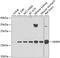 NME/NM23 Nucleoside Diphosphate Kinase 4 antibody, GTX55728, GeneTex, Western Blot image 