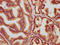 Muskelin 1 antibody, LS-C680866, Lifespan Biosciences, Immunohistochemistry paraffin image 