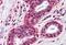 Toll Like Receptor 4 antibody, MBS245186, MyBioSource, Immunohistochemistry paraffin image 