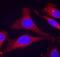 Protein Tyrosine Phosphatase Non-Receptor Type 6 antibody, orb14982, Biorbyt, Immunofluorescence image 