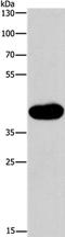 Mitogen-Activated Protein Kinase 13 antibody, PA5-50553, Invitrogen Antibodies, Western Blot image 