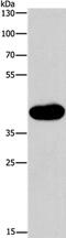 Mitogen-Activated Protein Kinase 13 antibody, PA5-50553, Invitrogen Antibodies, Western Blot image 