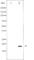 Peptidylprolyl Cis/Trans Isomerase, NIMA-Interacting 1 antibody, abx011351, Abbexa, Western Blot image 