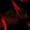 RING finger protein 157 antibody, NBP1-81361, Novus Biologicals, Immunofluorescence image 