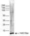 Histone Cluster 4 H4 antibody, NBP2-59242, Novus Biologicals, Western Blot image 