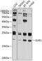Guanylate kinase antibody, 23-698, ProSci, Western Blot image 