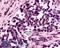 G-protein coupled receptor 182 antibody, LS-A4048, Lifespan Biosciences, Immunohistochemistry paraffin image 