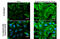 Heat Shock Protein Family B (Small) Member 1 antibody, GTX634421, GeneTex, Immunofluorescence image 