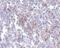 Transmembrane Channel Like 6 antibody, NBP1-76892, Novus Biologicals, Immunohistochemistry paraffin image 