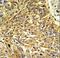 RGP1 Homolog, RAB6A GEF Complex Partner 1 antibody, LS-C162567, Lifespan Biosciences, Immunohistochemistry frozen image 