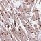 Catenin Alpha 3 antibody, NBP2-49348, Novus Biologicals, Immunohistochemistry frozen image 