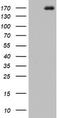 DOT1 Like Histone Lysine Methyltransferase antibody, LS-B12962, Lifespan Biosciences, Western Blot image 