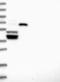 Chromosome 10 Open Reading Frame 88 antibody, NBP1-83978, Novus Biologicals, Western Blot image 