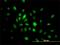 High Mobility Group 20B antibody, H00010362-M01, Novus Biologicals, Immunocytochemistry image 