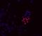 Undifferentiated Embryonic Cell Transcription Factor 1 antibody, 14-9849-82, Invitrogen Antibodies, Immunocytochemistry image 