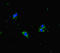 Aph-1 Homolog A, Gamma-Secretase Subunit antibody, LS-C677147, Lifespan Biosciences, Immunofluorescence image 