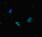 Gamma-secretase subunit APH-1A antibody, LS-C677147, Lifespan Biosciences, Immunofluorescence image 