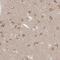 Neudesin Neurotrophic Factor antibody, PA5-55875, Invitrogen Antibodies, Immunohistochemistry frozen image 