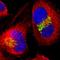 Golgin B1 antibody, HPA011555, Atlas Antibodies, Immunocytochemistry image 