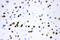 Activating Transcription Factor 2 antibody, PA5-78831, Invitrogen Antibodies, Immunohistochemistry frozen image 