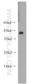 TNF Receptor Superfamily Member 4 antibody, 20006-1-AP, Proteintech Group, Western Blot image 