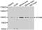 Autophagy Related 9B antibody, A7406, ABclonal Technology, Western Blot image 