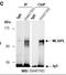 Williams-Beuren syndrome chromosomal region 14 protein homolog antibody, orb67303, Biorbyt, Immunoprecipitation image 