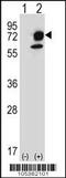 Inositol-Trisphosphate 3-Kinase B antibody, 63-442, ProSci, Western Blot image 