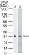 Baculoviral IAP Repeat Containing 7 antibody, MA5-16196, Invitrogen Antibodies, Western Blot image 