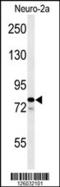 Family With Sequence Similarity 91 Member A1 antibody, MBS9206804, MyBioSource, Western Blot image 