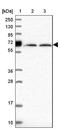Uromodulin antibody, NBP2-33393, Novus Biologicals, Western Blot image 