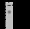 Solute Carrier Family 28 Member 3 antibody, 204205-T32, Sino Biological, Western Blot image 